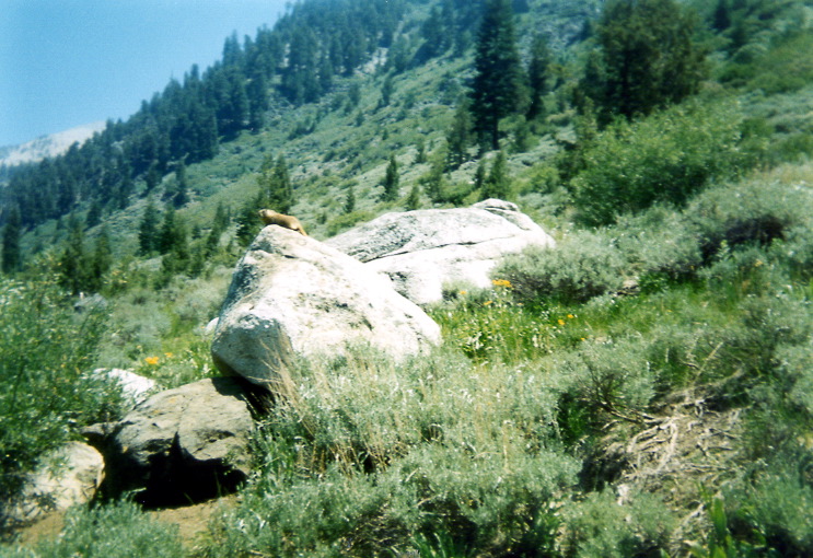 marmot