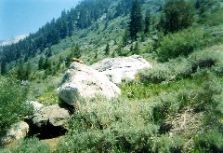 marmot